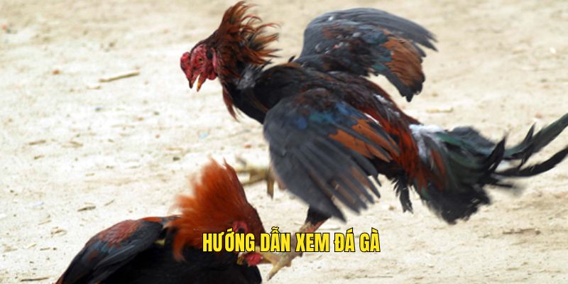 Huong-dan-xem-livestream-da-ga-va-bat-keo-chinh-xac